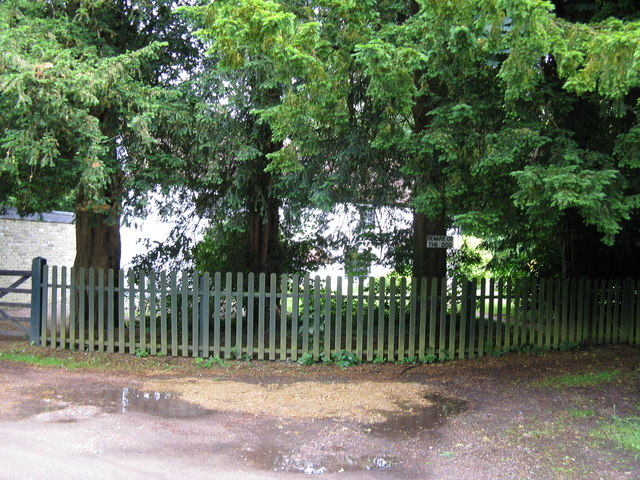 Yew trees, Coulsdon Common - geograph.org.uk - 1349179