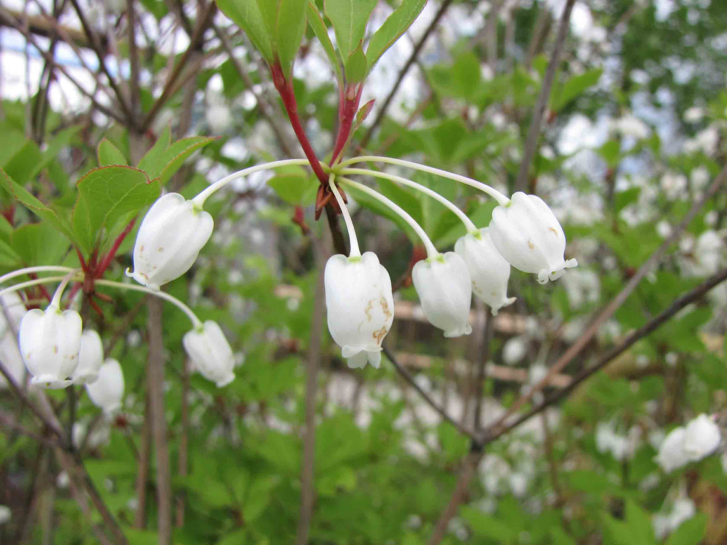 File 日本吊鐘花 Enkianthus Perulatus 荷蘭園藝展 Venlo Floriade Holland Jpg Wikimedia Commons