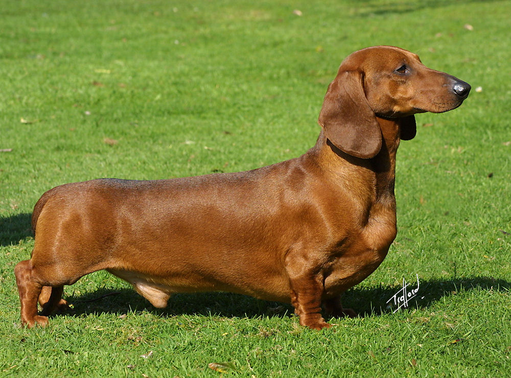 File:닥스훈트(단모종) (Dachshund (Short)).jpg - Wikimedia Commons