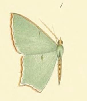 <i>Antharmostes</i> Genus of geometer moths