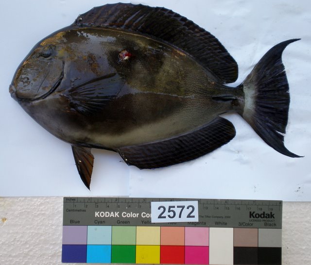 File:Acanthurus blochii.jpg