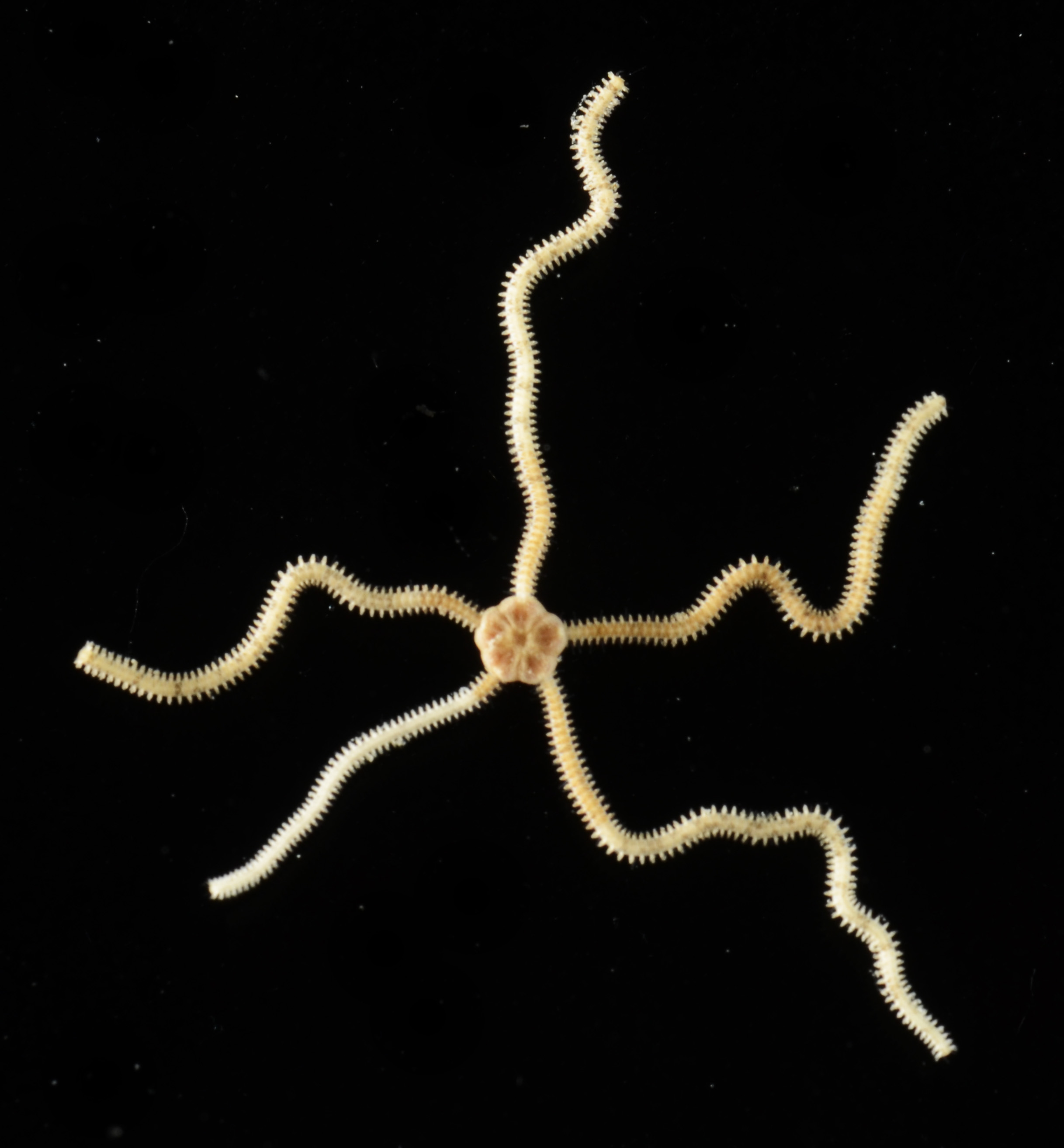 Biologi Echinodermata: Amphiodia urtica