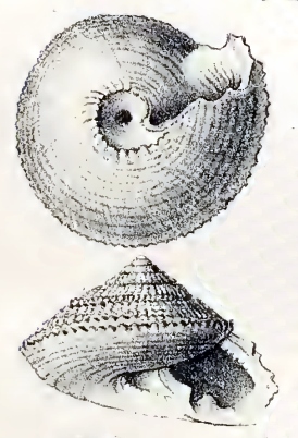 <i>Ancistrobasis</i> Genus of gastropods