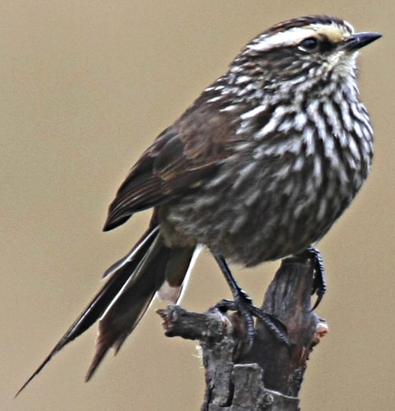 File:Andean Tit-spinetail (Leptasthenura andicola) cropped.jpg