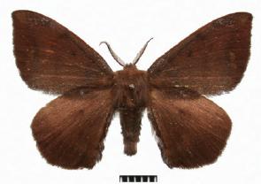 <i>Andraca theae</i> Species of moth