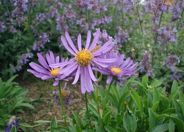 Cours 12 : Aster alpinus Aster-alpinus