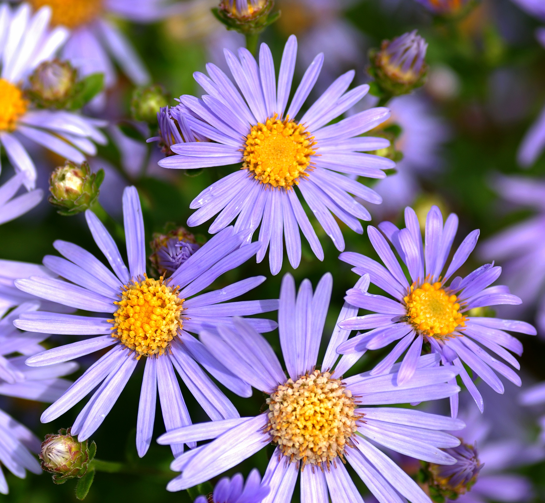 Несколько растений. Aster amellus. Aster amellus l.- Астра Ромашковая. Aster amellus 'Rudolf Goethe'. Астра итальянская или Ромашковая.