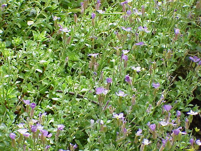 File:Aubrietia pinardii1.jpg