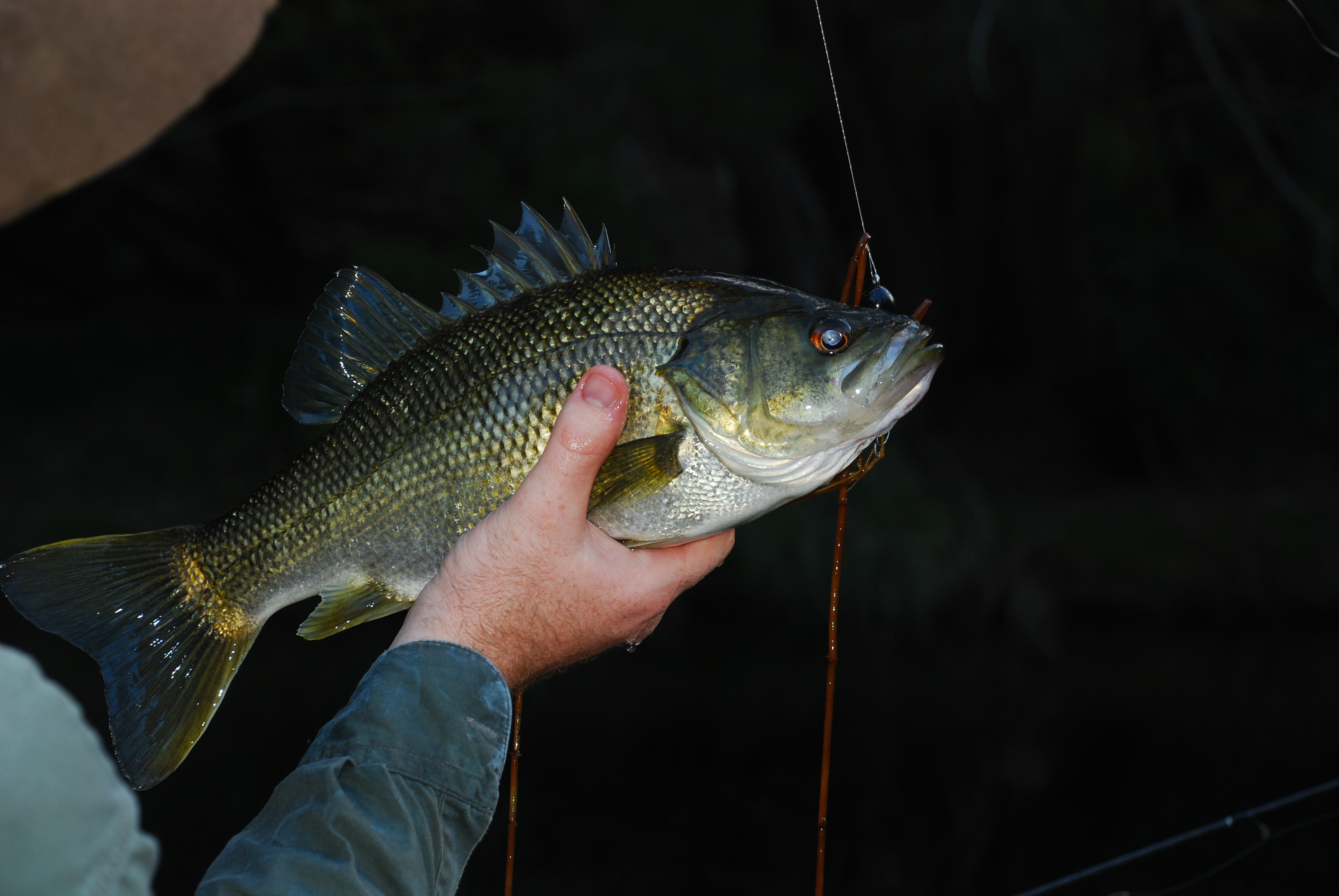 Bass Fishing Splash. Catching a Big Fish with a Fishing Pole. Lure