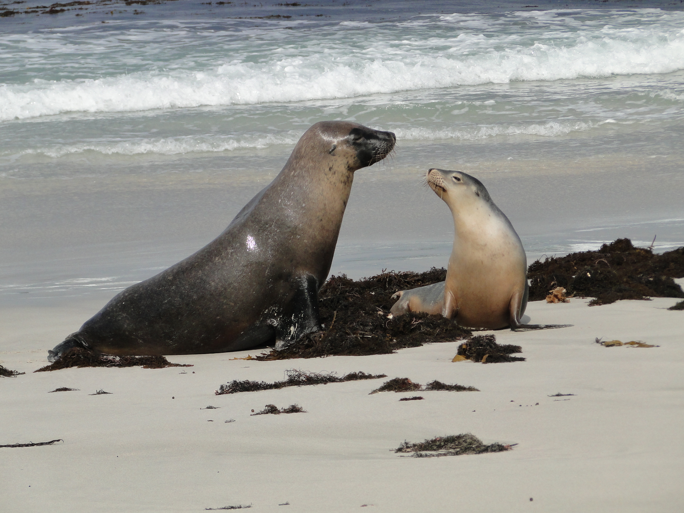 Sea lion - Wikipedia