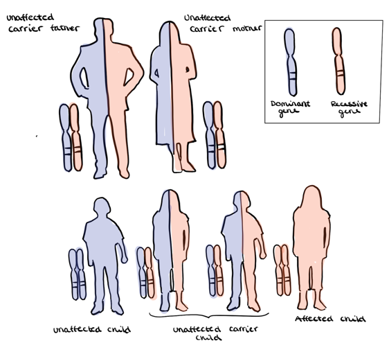 https://upload.wikimedia.org/wikipedia/commons/b/be/Autosomal_recessive_disease.png