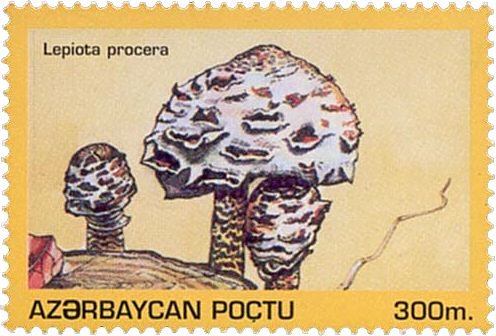 File:Azerbaijan stamp Lepiota procera.jpg