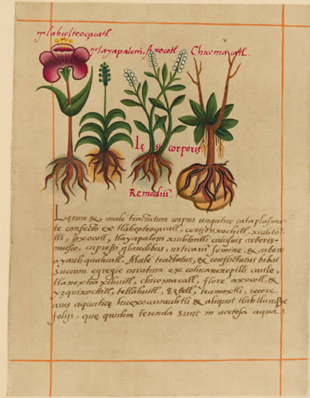 Etnobotanica Wikipedia