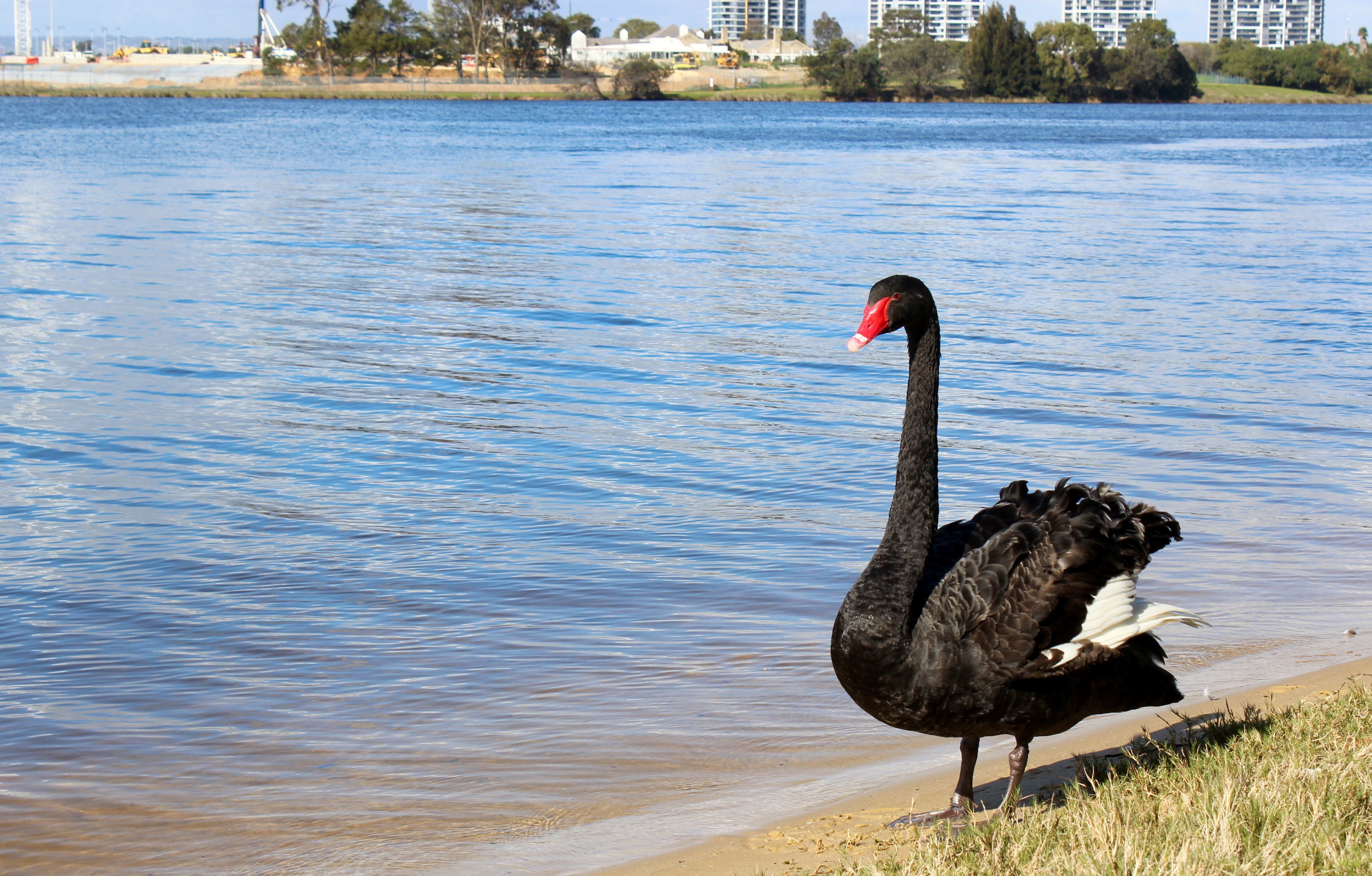 File:Black swans of Swan River.jpg - Wikimedia Commons