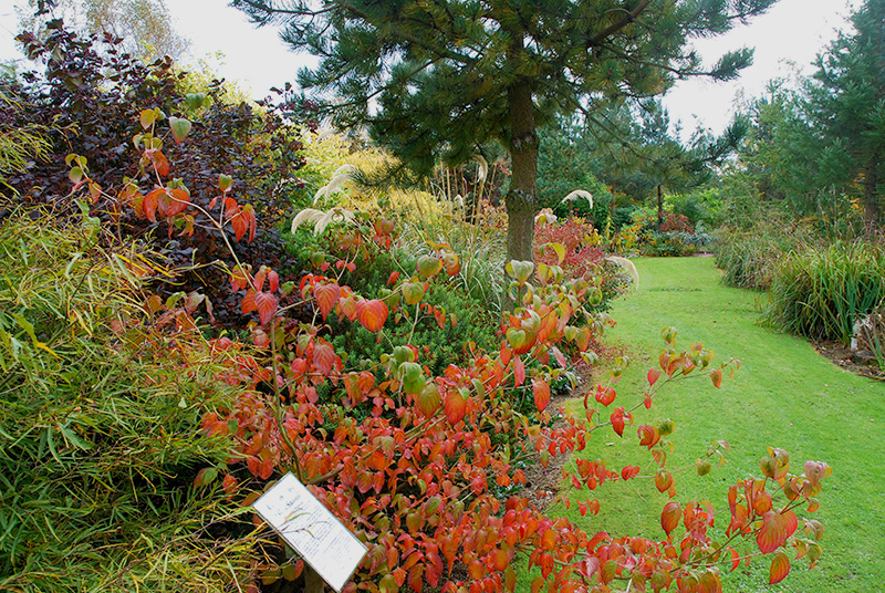 File:Bluebell Arboretum Autumn.jpg