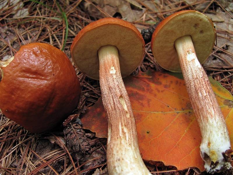 File:Boletus longicurvipes 97311.jpg