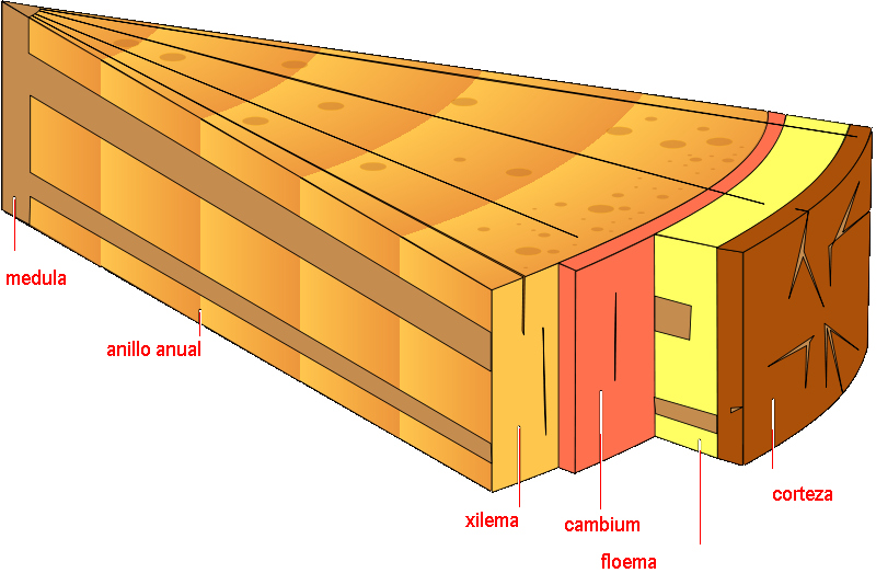 struttura in legno png