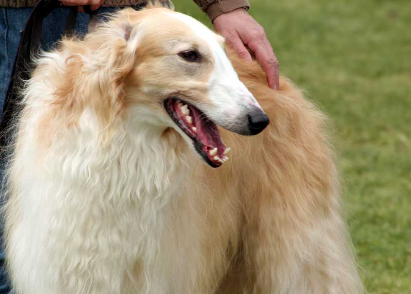 File:Borzoi portrait Flickr.jpg