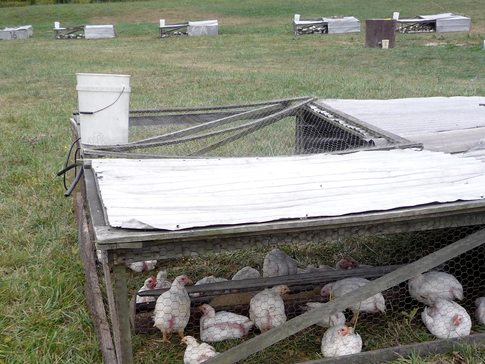 File:Broilers in a chicken tractor at Polyface Farm.jpg 