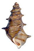 Apertural view of another shell of Brotia pagodula Brotia pagodula shell 2.png