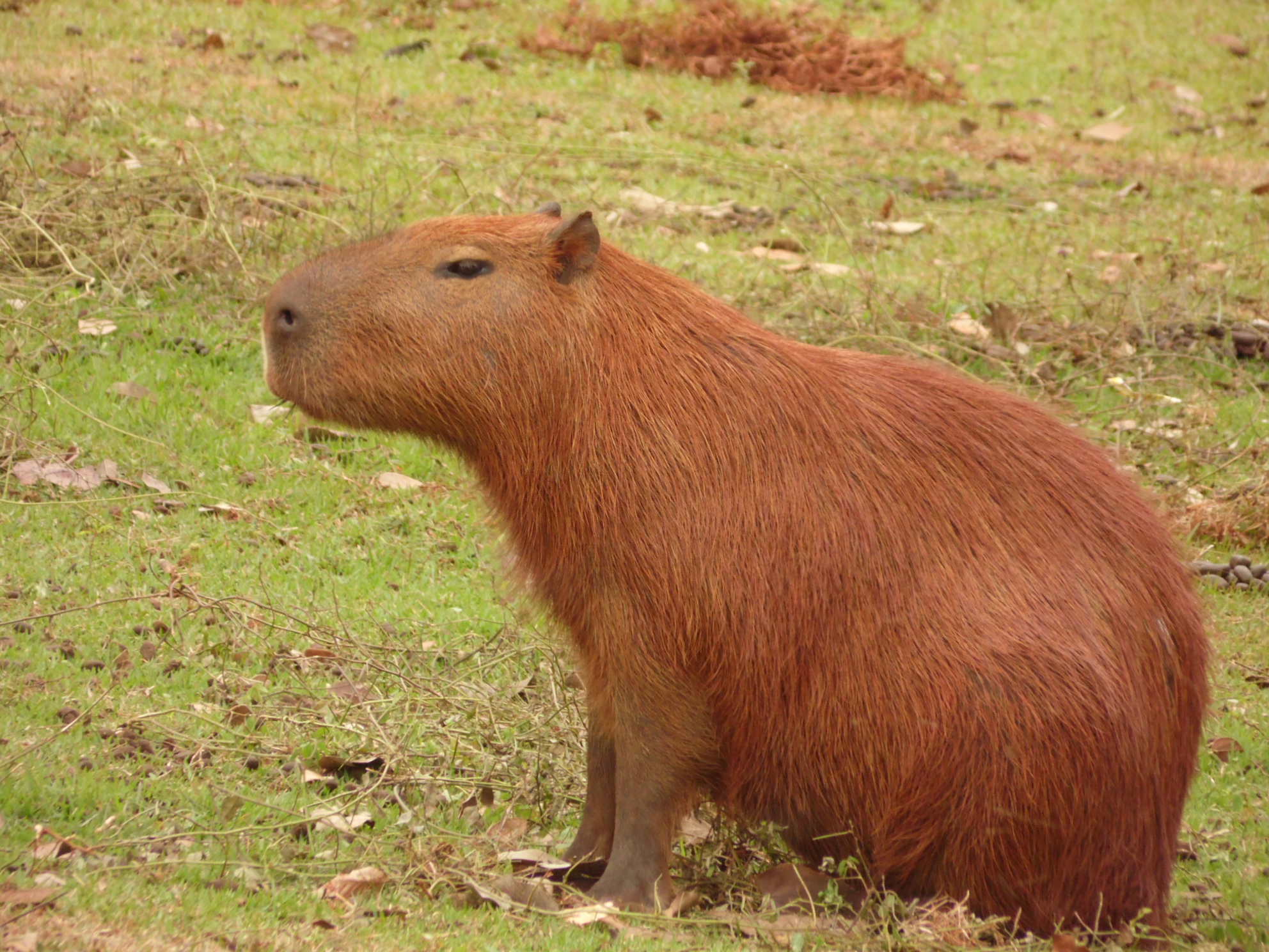 Capivara!