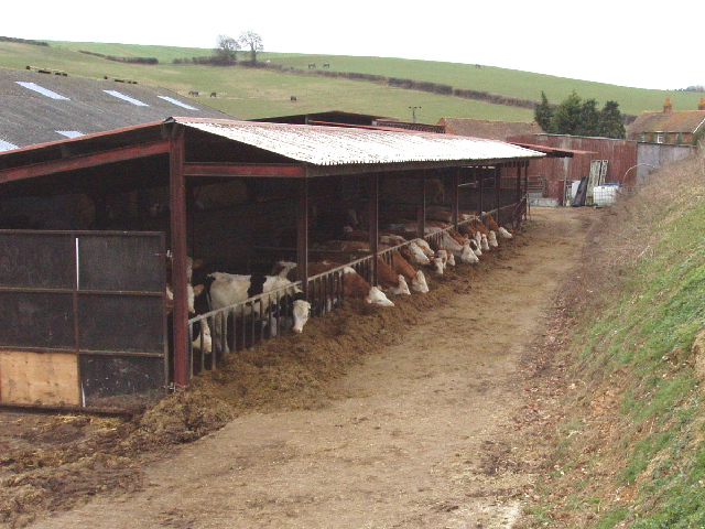 File:Cattle in barn, near Chalfont St Giles - geograph.org 