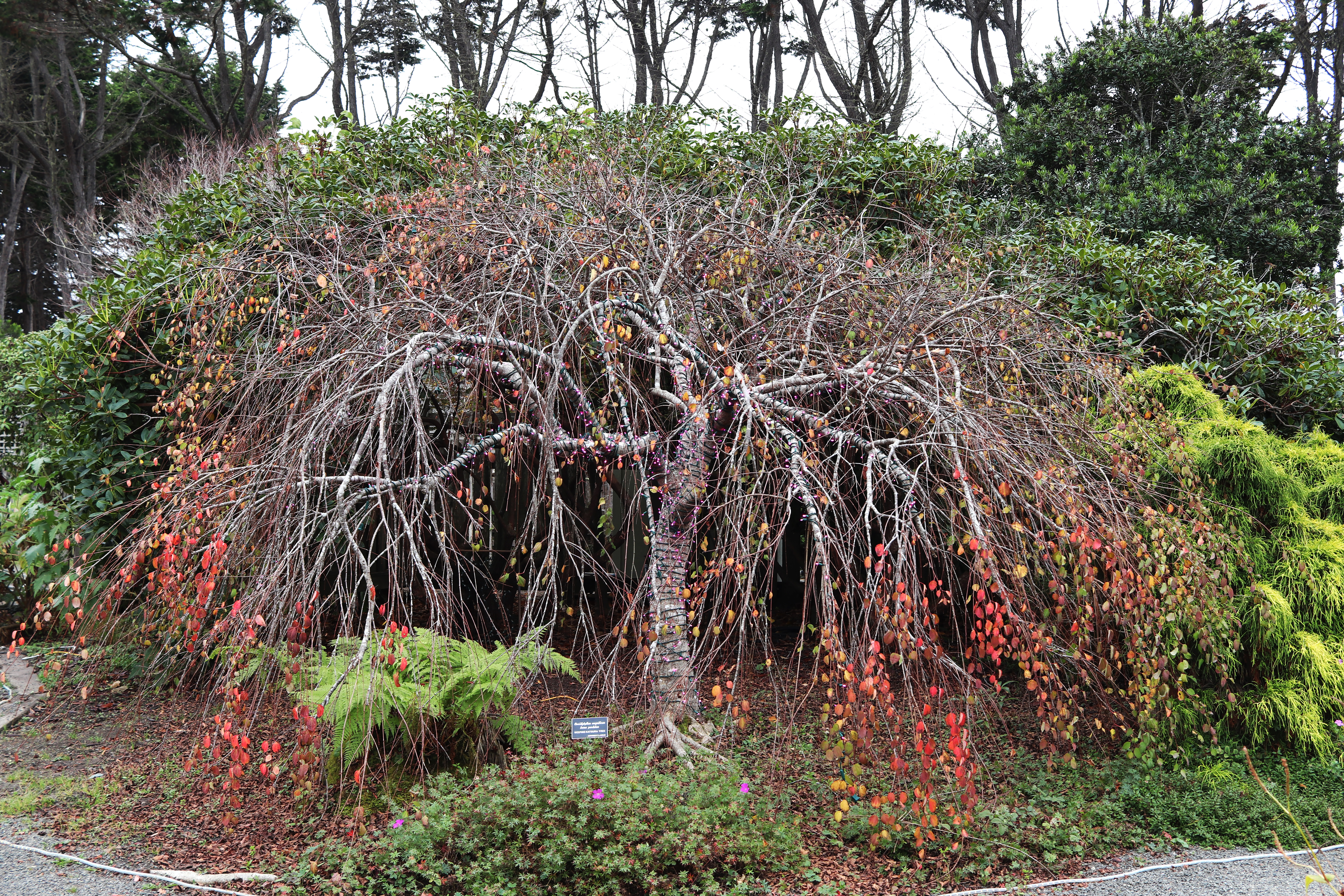 weeping katsura tree wikipedia