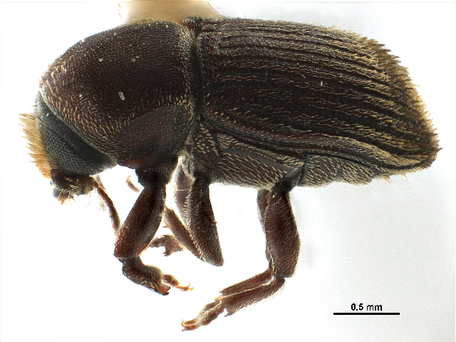 File:Cnesinus adusticus CCDB-30438-A05 lateral.jpg