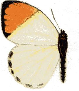 <i>Colotis dissociatus</i> Species of butterfly