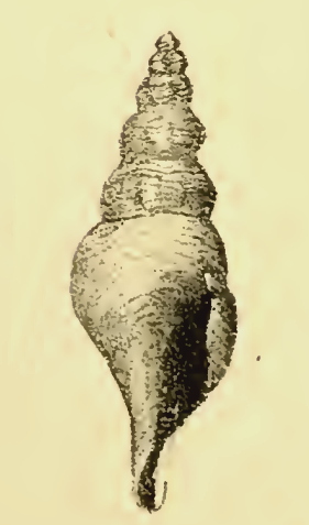 <i>Comitas clarae</i> Extinct species of gastropod