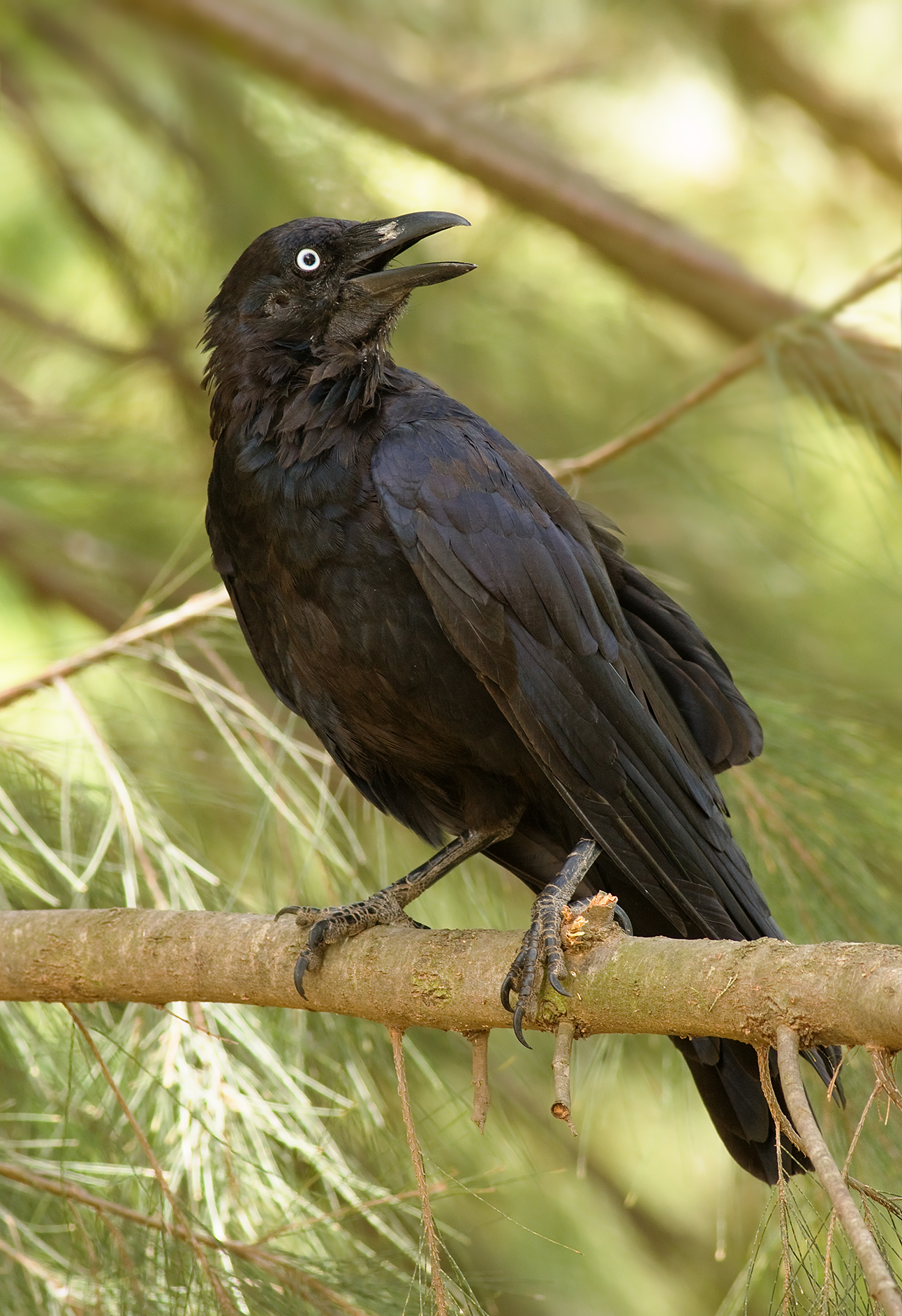 Дикая ворона. Corvus coronoides. Семейство врановые - Corvidae. Грач семейство врановых. Врановые Австралии.