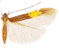 Cosmopterix pimmaarteni.JPG