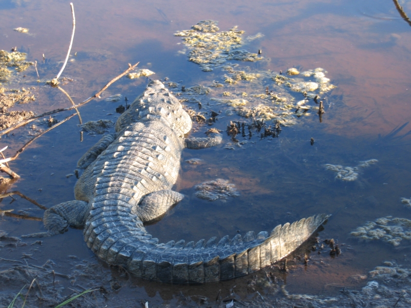 File:Crocodylus acutus.jpg