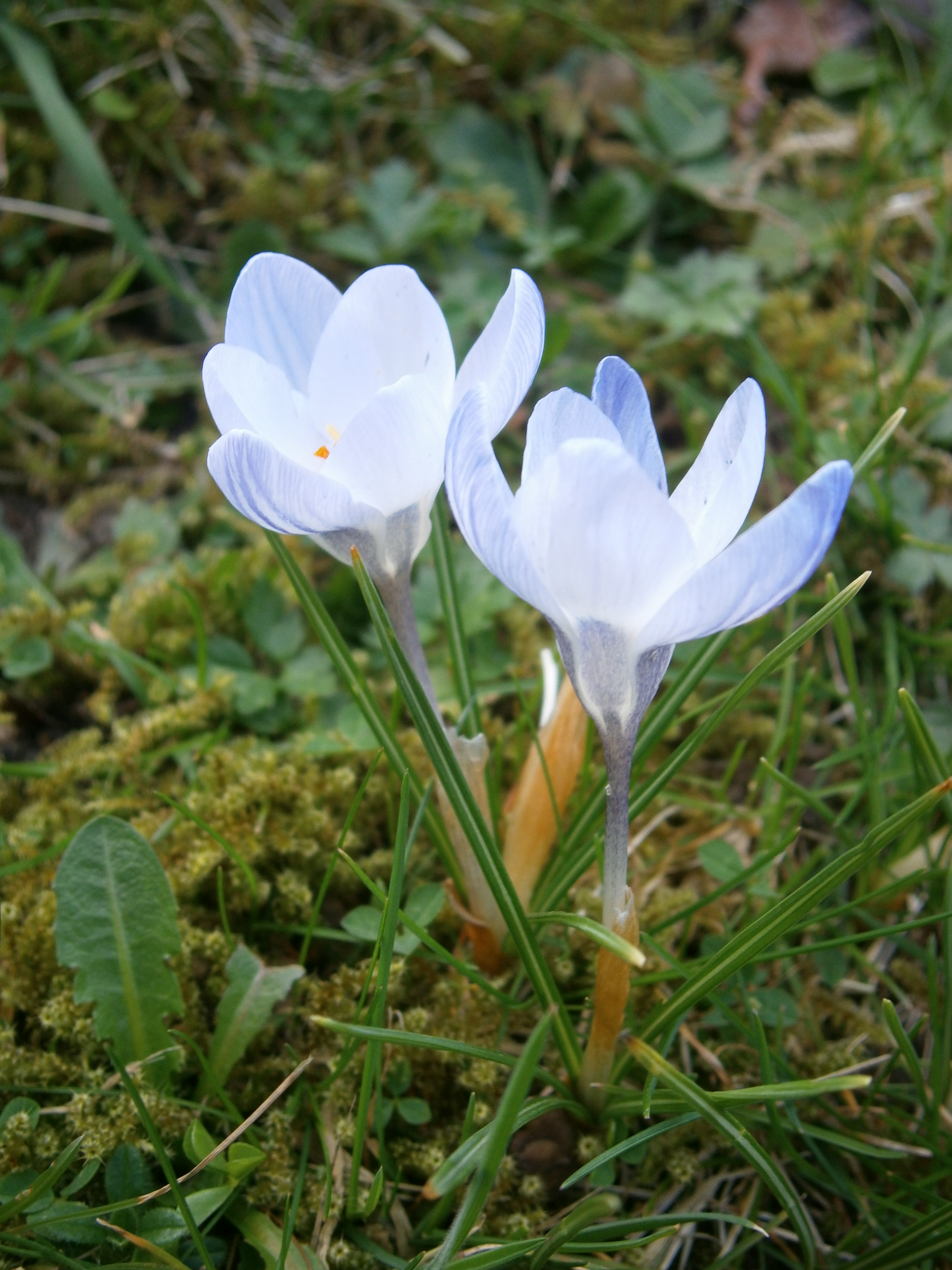 Crocus_chrysanthus_Skyline02.jpg