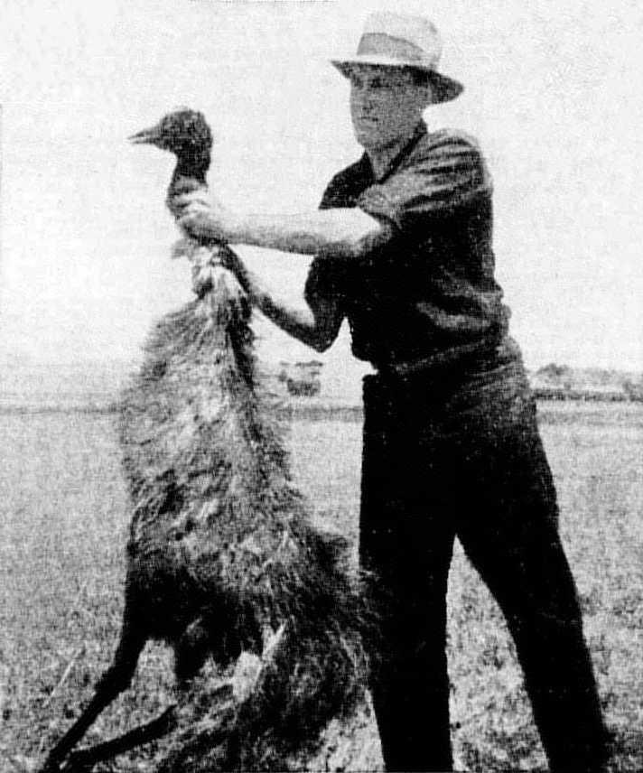 Emu War - Wikipedia