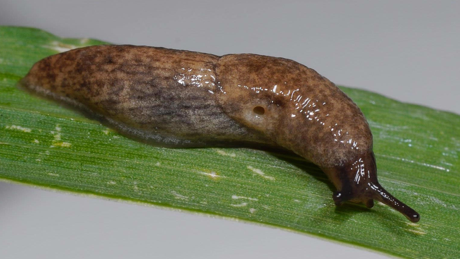 Caruana's slug (Deroceras caruanae / invadens: Agriolimacidae). One on the  right is following the slime trail of the other, UK Stock Photo - Alamy