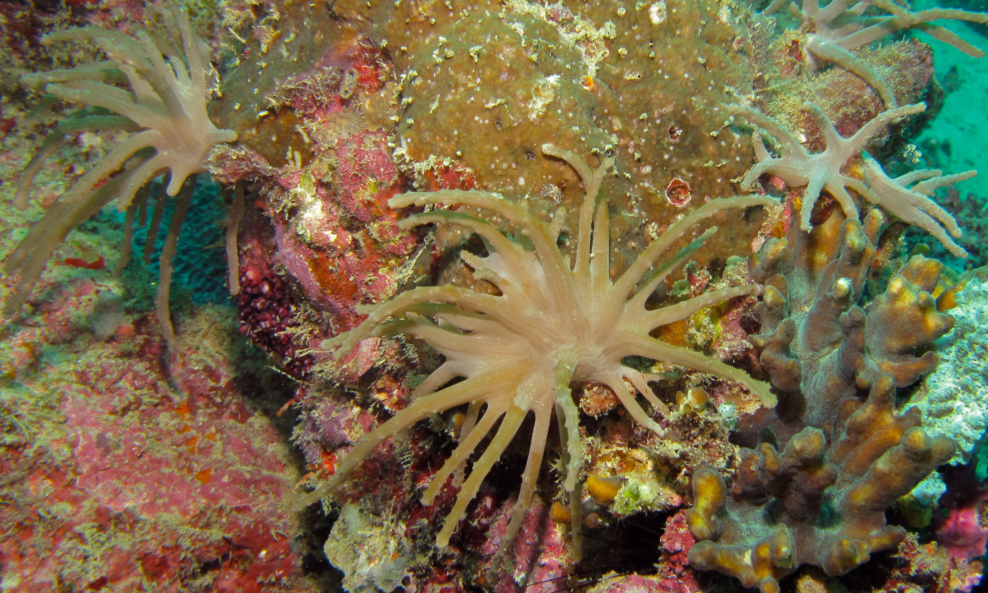 Macropodia rostrata фото