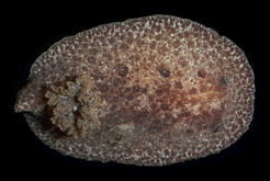 Dorsal view of Discodoris branneri. Discodoris branneri 2.png