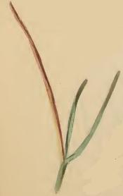 Mined leaves of Bromus erectus Elachista subnigrella mined leaves of Bromus erectus.JPG