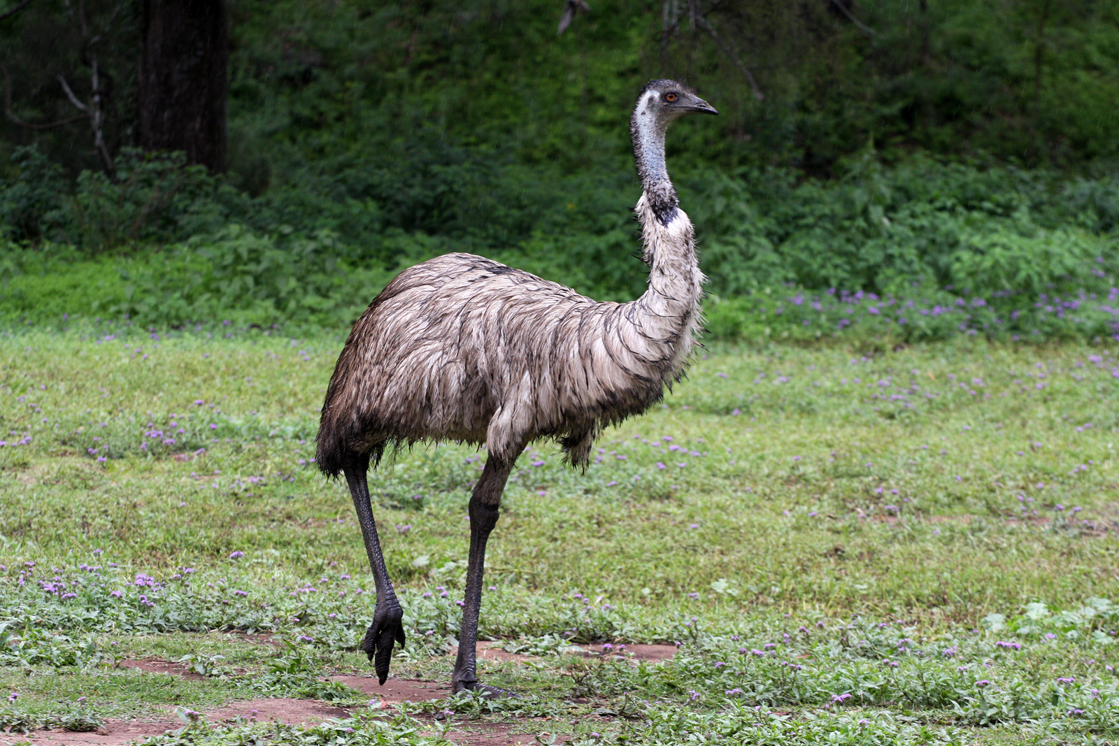 Emu Wikipedia