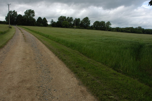 File:Field of barley, Saintbury Hill - geograph.org.uk - 879787.jpg