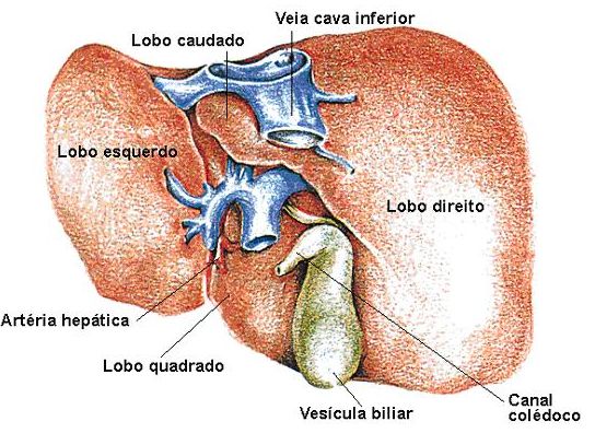 File:Figado1.jpg