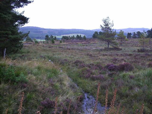 File:Forestry View - geograph.org.uk - 57506.jpg