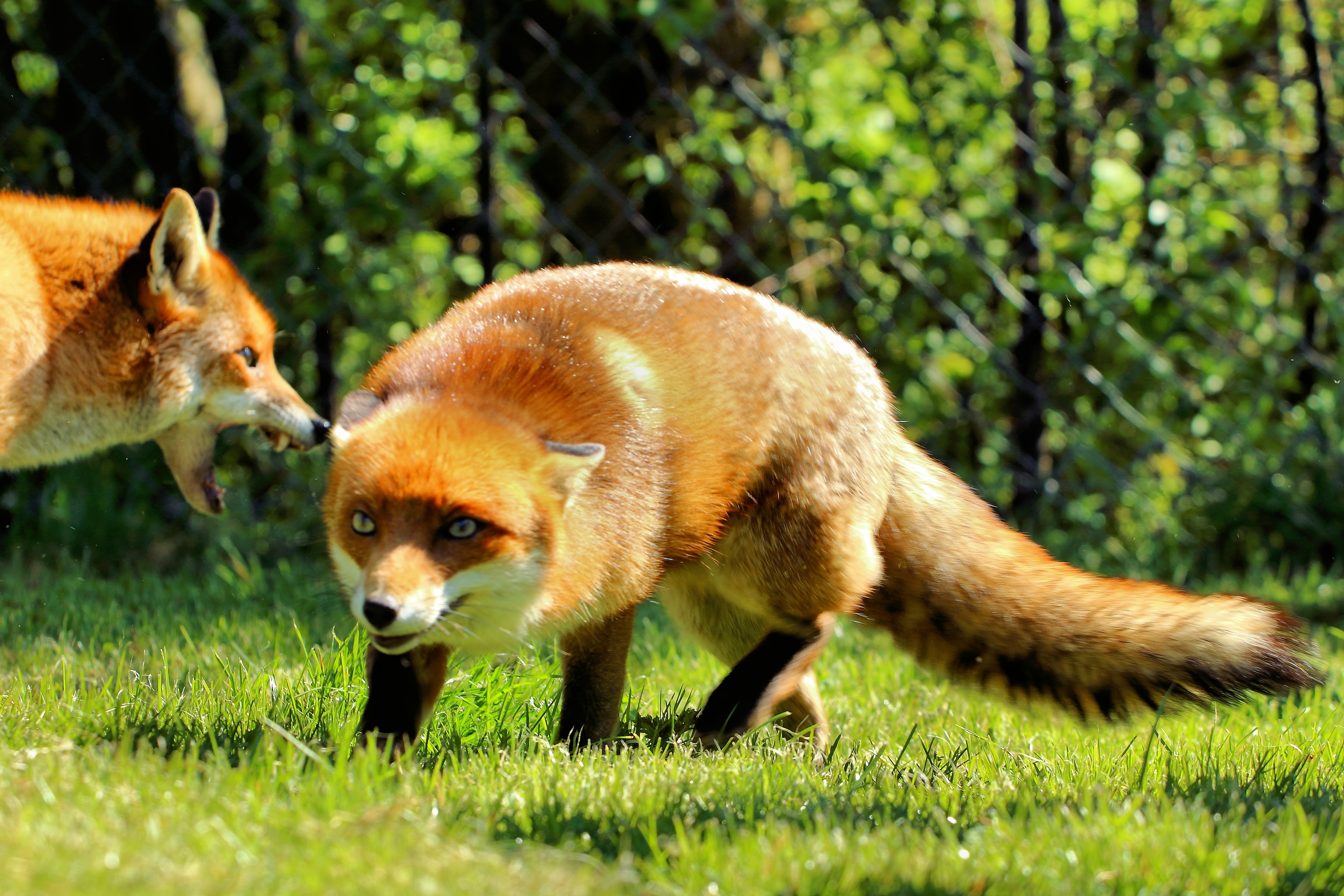 Лиса АТ. British Wildlife Centre. Britain Fox.