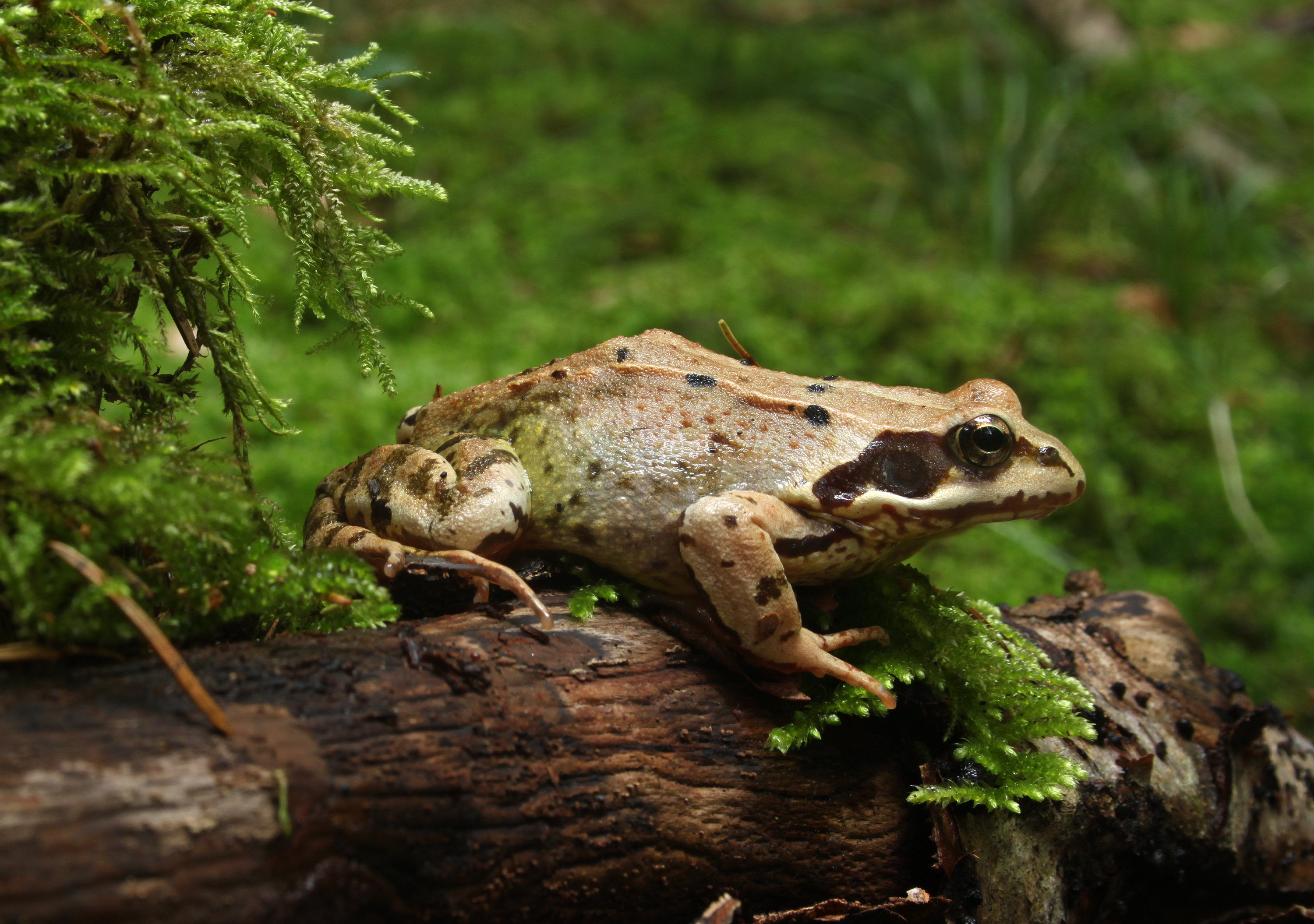 La grenouille rieuse, un batracien au chant très puissant