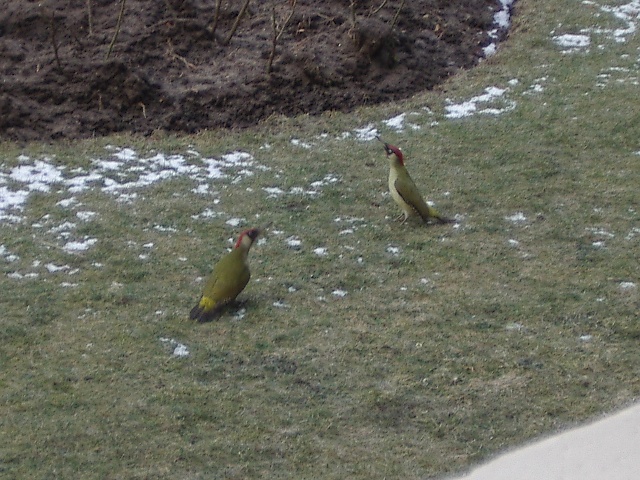 File:Green Woodpecker 2005-03 keichwa.jpg