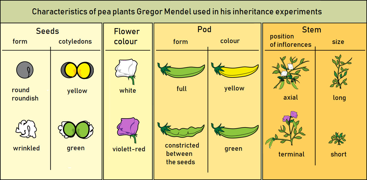 Gregor_Mendel_-_characteristics_of_pea_plants_-_english