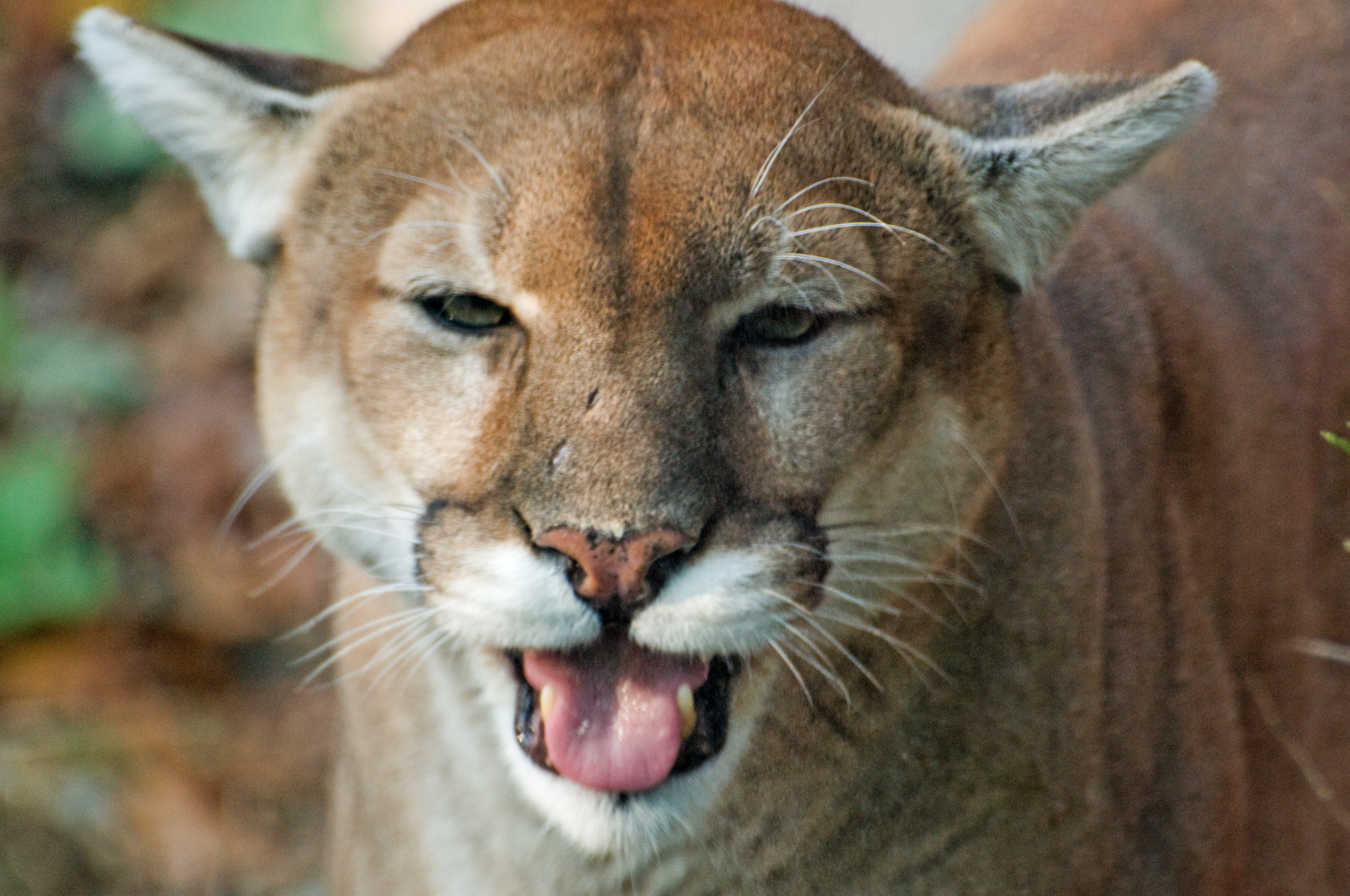 dividir clima escalera mecánica File:Happy Cougar (4145509570).jpg - Wikimedia Commons