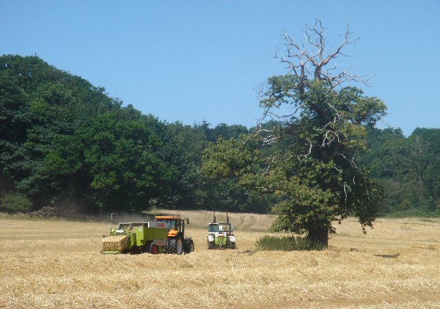 File:Harvest time in Ickworth Park - geograph.org.uk - 202826.jpg