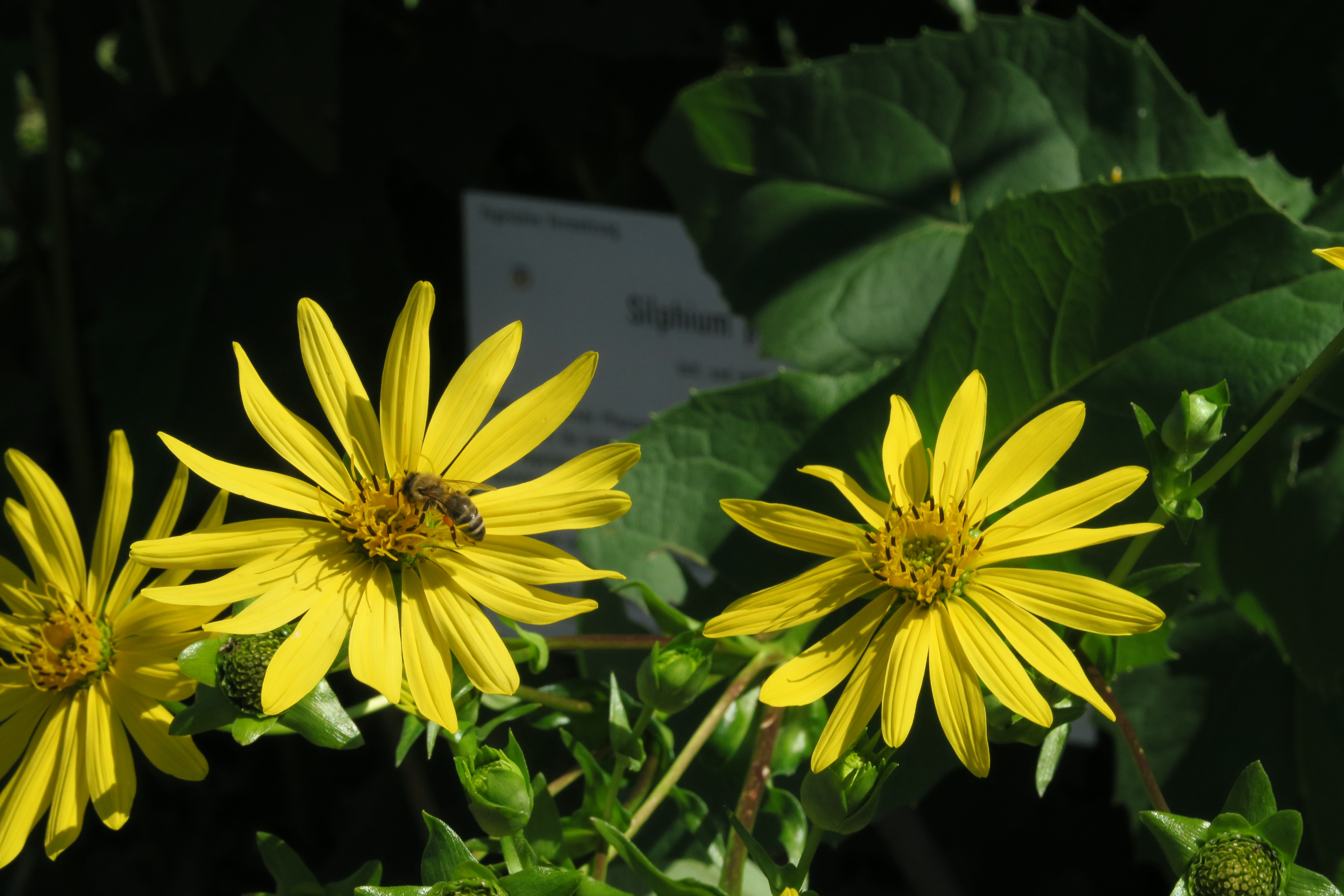 Helianthus annuus в косметике